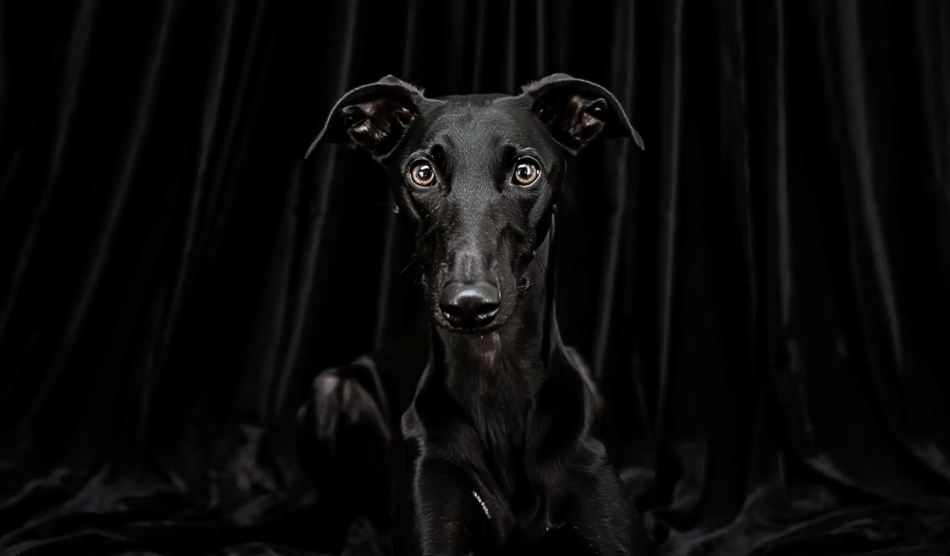 GALGO NEGRO DE PORTADA