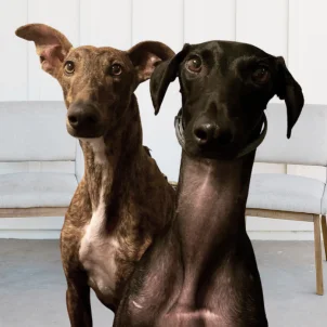 equipo galgo negro