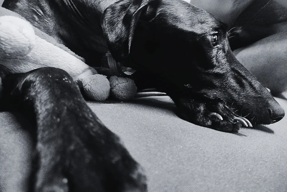 galgo negro contacto